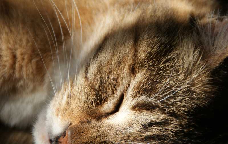 Без названия кошка  морда  глаз  глаза  домашнее животное  домашние животные